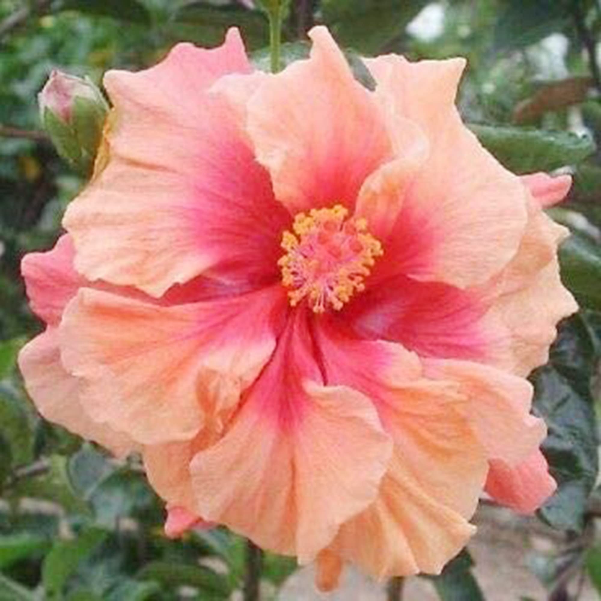 Pink Orange Hibiscus seeds (hardy exotic) blooming in a soft gradient of pink and warm orange tones, offering tropical flair with cold-weather tolerance